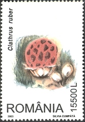 Mushrooms - Clathrus ruber