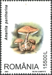 Mushrooms - Amanita pantherina
