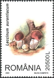 Mushrooms - Leccinum aurantiacum