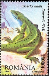 Reptiles and Amphibians from Romania - Lacerta viridis (Laurenti. 1768)