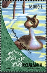 The Danube Delta - Podiceps cristatus