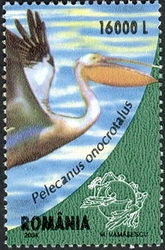 The Danube Delta - Pelecanus onocrotalus