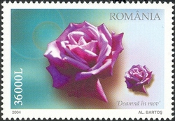 Romanian Roses - Doamna in mov