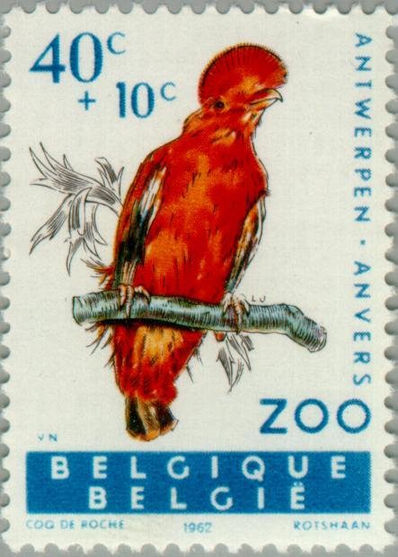Andean Cock-of-the-rock (Rupicola peruviana) 