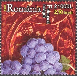 Viticulture - the variety Feteasca neagra