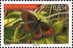 Pitavola - Ringlet Butterfly