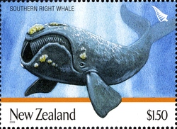 Giants of New Zealand - Southern Right Whale