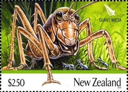 Giants of New Zealand - Giant Weta