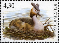 Black-necked Grebe