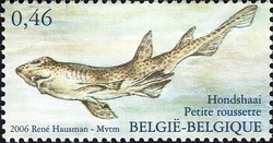 Nature - Fishes of the North Sea - Small Dogfish