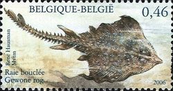 Nature - fishes of the North Sea - Thornback Ray