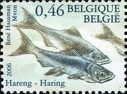 Nature - Fishes of the North Sea - Herring