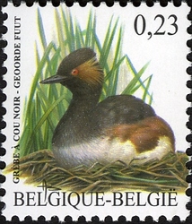 Black-necked Grebe