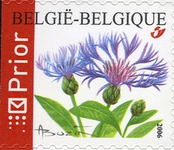 Cornflower