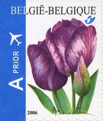 Tulip Rembrandt