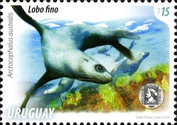 Spring 2014 - South American Fur Seal (Arctocephalus australis)