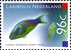 Constitution New Beginning - Parrot Fish