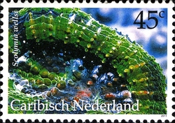 Corals - Artichoke coral