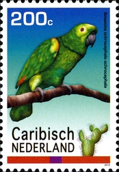 Birds - Yellow-crowned Amazon