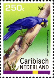 Birds - Hyacinth Macaw