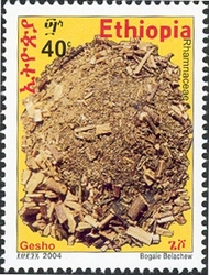 Gesho Plant