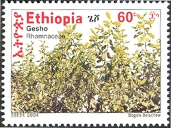Gesho Plant