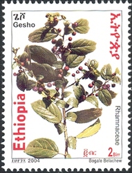 Gesho Plant