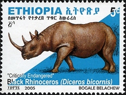 Critically endangered Rhinoceros - Black Rhinoceros (Diceros bicornis)