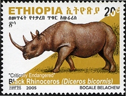 Critically endangered Rhinoceros - Black Rhinoceros (Diceros bicornis)