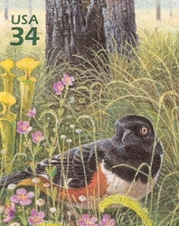 Beauty of Longleaf Pine Forest - Eastern Towhee