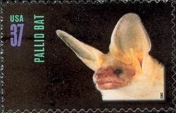 American Bats - Pallid Bat