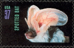 American Bats - Spotted Bat