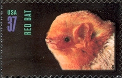 American Bats - Red Bat