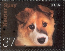 Neuter or Spay