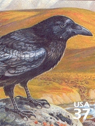 Nature of America - Arctic Tundra - Common Raven