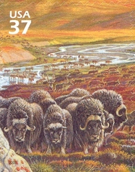 Nature of America - Arctic Tundra - Muskox