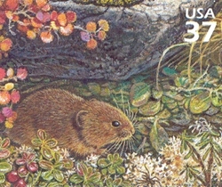 Nature of America - Arctic Tundra - Singing Vole