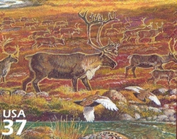 Nature of America - Arctic Tundra - Caribou