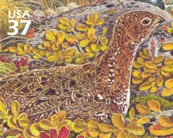 Nature of America - Arctic Tundra - Willow Ptarmigan