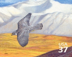 Nature of America - Arctic Tundra - Gyrfalcon