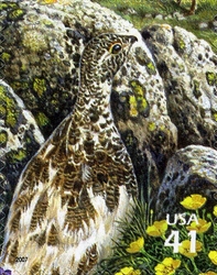 Nature of North America - Alpine Tundra - White-tailed Ptarmigan and Alpine Avens