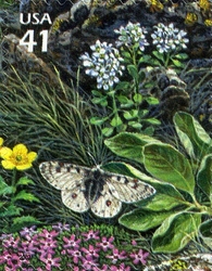 Nature of North America - Alpine Tundra - Rocky Mountain Parnassian Butterfly and Mountain Candytuft