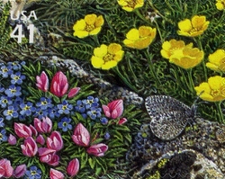Nature of North America - Alpine Tundra - Dwarf Clover and Melissa Arctic Butterfly