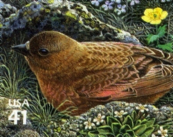 Nature of North America - Alpine Tundra - Brown-capped Rosy-Finch