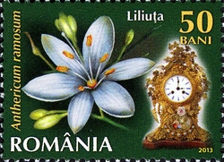 Flowers Clock II - Anthericum ramosum