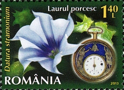 Flowers Clock II - Jimson Weed (Datura stramonium L.)
