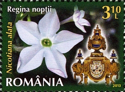 Flowers Clock II - Winged Tobacco (Nicotiniana alata Link and Otto)