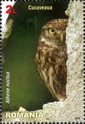 Nocturnal Birds of Prey - Little Owl