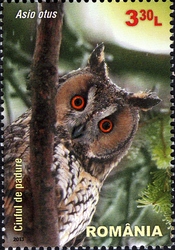Nocturnal Birds of Prey - Long-eared Owl
