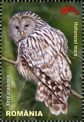 Nocturnal Birds of Prey - Ural Owl